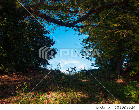 森の抜け道・樹木に囲まれた隙間から見える青空 101935624