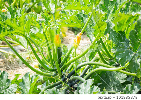 ズッキーニの花と実 101935878