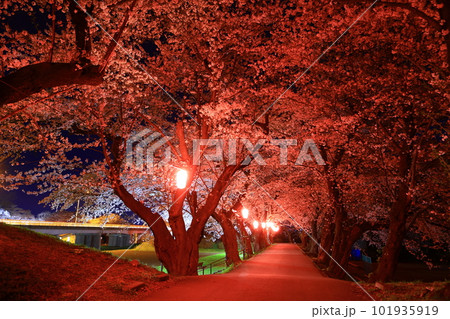 ライトアップの夜桜 101935919