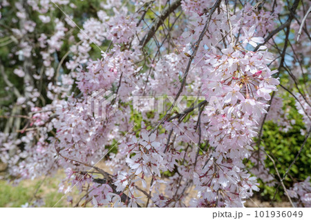 賀茂川沿いの半木の道。美しい枝垂れ桜 101936049