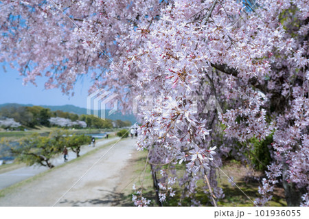 賀茂川沿いの半木の道。美しい枝垂れ桜 101936055