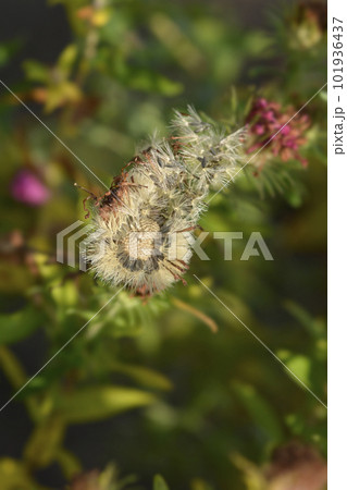 New England aster Andenken an Alma Potschke 101936437