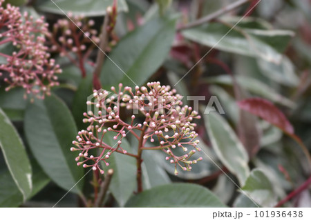 Photinia Pink Marble Photinia Pink Marble 101936438
