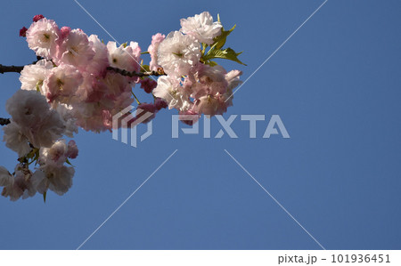 青空に映えるピンクの八重桜 101936451