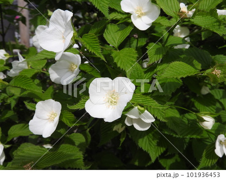 シロヤマブキ（白山吹）：花 101936453