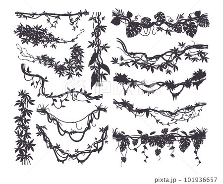 Jungle creeper silhouettes. Tropical forest lianas, rainforest hanging sprouts. Climbing liana vines flat vector illustration set Jungle creeper silhouettes. Tropical forest lianas, rainforest hanging sprouts. Climbing liana vines flat vector illustration set 101936657