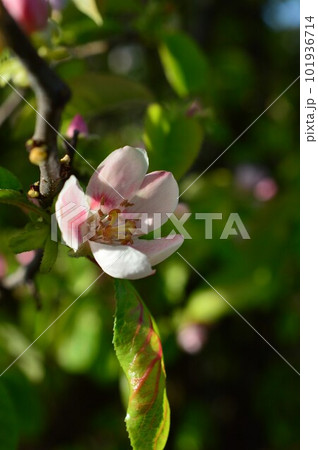 カリン（花梨、花櫚、榠樝)　の花 101936714