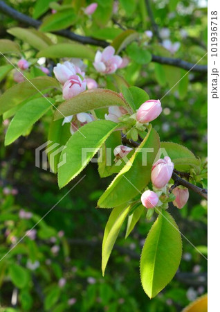 カリン（花梨、花櫚、榠樝)　の花 101936718