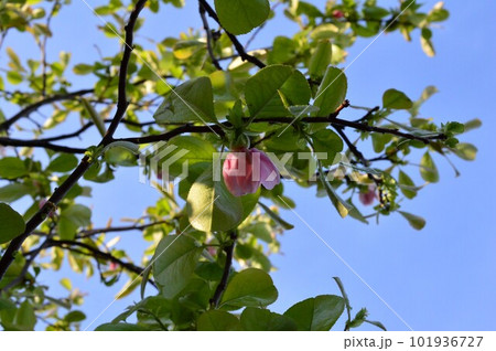 カリン（花梨、花櫚、榠樝)　の花 101936727
