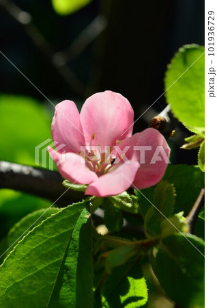 カリン（花梨、花櫚、榠樝)　の花 101936729