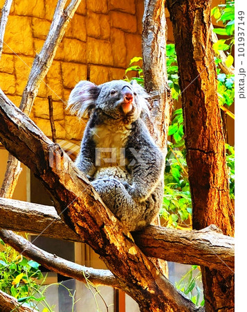 東山動植物園のコアラ 木の上に座って休んでいる。 東山動植物園のコアラ 木の上に座って休んでいる。 101937149
