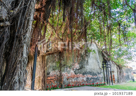 台湾　台南市　安平樹屋　2023 101937189