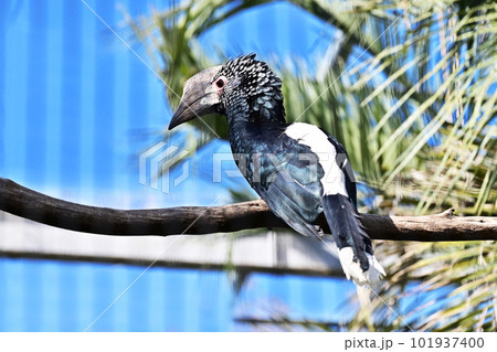 ギンガオサイチョウ 頬の色が銀色の鳥 サイチョウ ギンガオサイチョウ 頬の色が銀色の鳥 サイチョウ 101937400