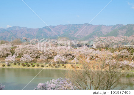【たつの海】桜に浮かぶデゴイチ【春の荒神山スポーツ公園】 101937406