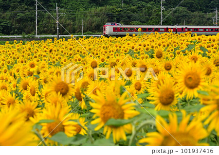 ひまわりとやくも ひまわりとやくも 101937416