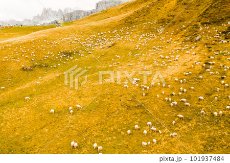 Flocks of sheep run looking for place to graze on mountain meadow. Herd of fluffy animals explores hillside meadow of Alpine mountains 101937484