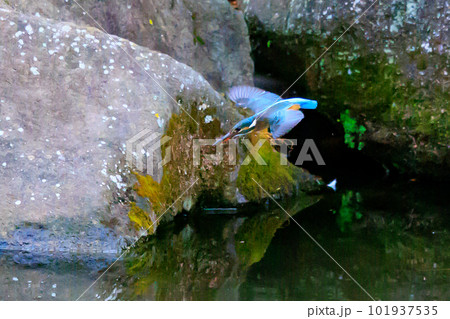 瑠璃色の人気者カワセミ 101937535