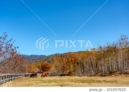長野県木曽町　紅葉の開田高原の木曽馬の里で草を喰む木曽馬たち 101937620