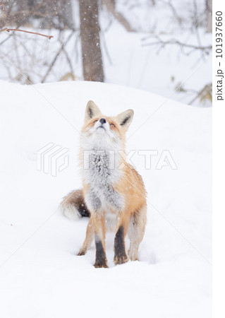 見上げる 101937660