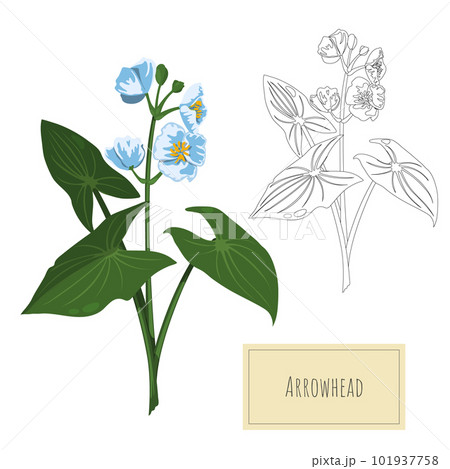 Isolated river plant. Cartoon drawing of aquatic herb. Water grass outline art. Contour floristic object. Arrowhead clipart 101937758