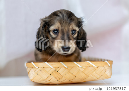 カニンヘンダックスフンドの仔犬 101937817