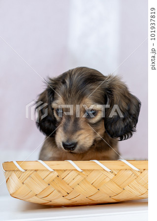 カニンヘンダックスフンドの仔犬 101937819