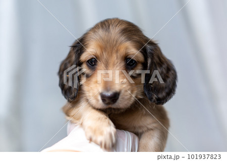 カニンヘンダックスフンドの仔犬 カニンヘンダックスフンドの仔犬 101937823