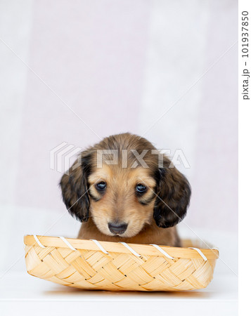 カニンヘンダックスフンドの仔犬 101937850