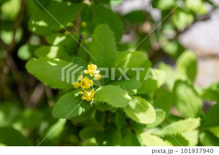 ヒロハヘビノボラズの黄色い花 ヒロハヘビノボラズの黄色い花 101937940