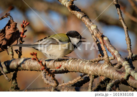 胸のネクタイが可愛らしい身近な野鳥 シジュウカラ 101938108