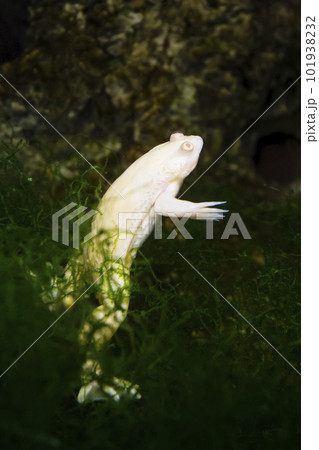 アフリカツメガエル　おもちゃみたいなカエル　実験動物 101938232
