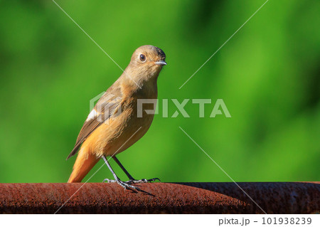 愛らしい仕草の冬鳥 ジョウビタキの雌 101938239