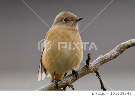 愛らしい仕草の冬鳥 ジョウビタキの雌 101938245