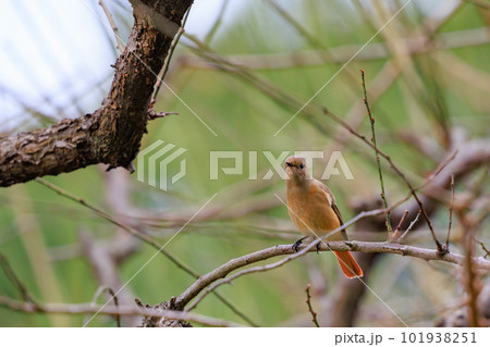 愛らしい仕草の冬鳥 ジョウビタキの雌 101938251