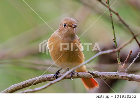 愛らしい仕草の冬鳥 ジョウビタキの雌 101938252
