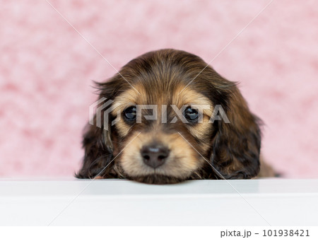 カニンヘンダックスフンドの仔犬 カニンヘンダックスフンドの仔犬 101938421