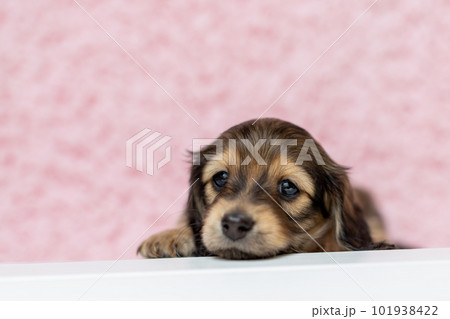 カニンヘンダックスフンドの仔犬 101938422