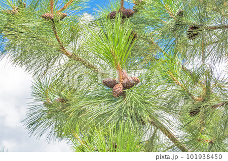 Pine cones on the branch on blue sky background 101938450