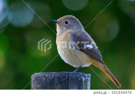 愛らしい仕草の冬鳥 ジョウビタキの雌 101938478