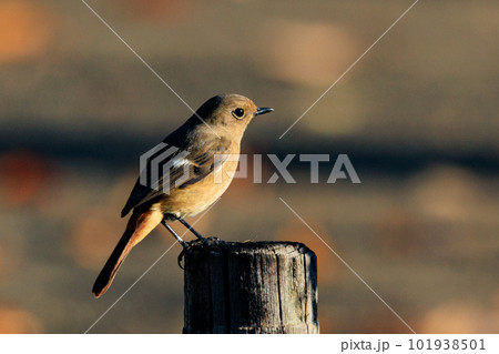 愛らしい仕草の冬鳥 ジョウビタキの雌 101938501