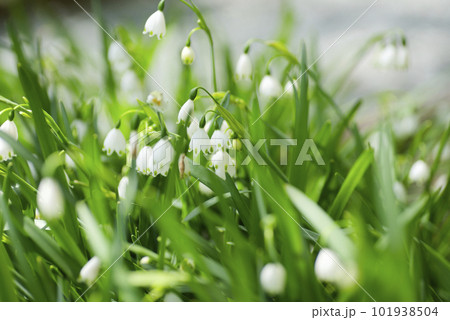 スノーフレーク すずらん オオマツユキソウ 101938504