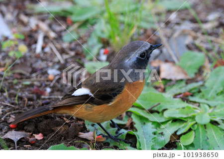 愛らしい仕草の冬鳥 ジョウビタキ 101938650
