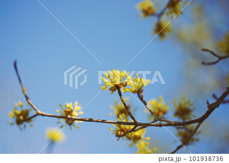 サンシュユの花 サンシュユの花 101938736