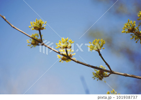 サンシュユの花 101938737