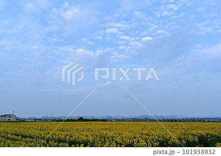 ひまわりの丘公園より 101938932