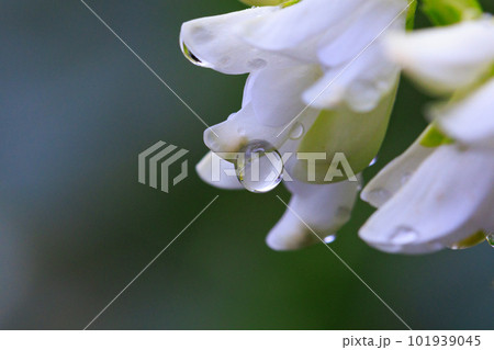 古くから親しまれる万葉の花ハギ 古くから親しまれる万葉の花ハギ 101939045