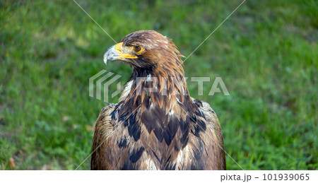 The portrait of The Golden Eagle (Aquila chrysaetos) on a green background 101939065