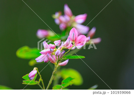 古くから親しまれる万葉の花ハギ 101939066