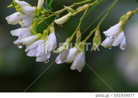 古くから親しまれる万葉の花ハギ 古くから親しまれる万葉の花ハギ 101939077