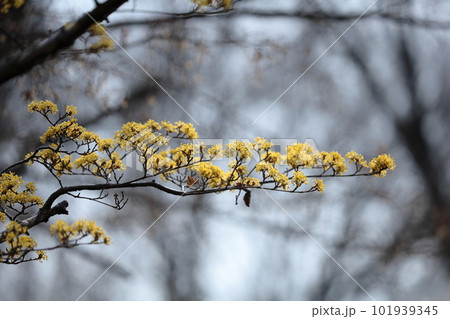 庭のサンシュウユ 101939345